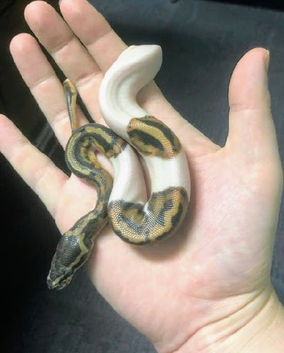 Tropical Fish Store «Optimum Aquarium», reviews and photos, 840 Ernest W Barrett Pkwy NW #700, Kennesaw, GA 30144, USA