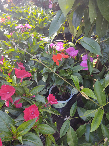 Hardware Store «Proctor Ace Hardware», reviews and photos, 1281 Atlantic Blvd, Neptune Beach, FL 32266, USA