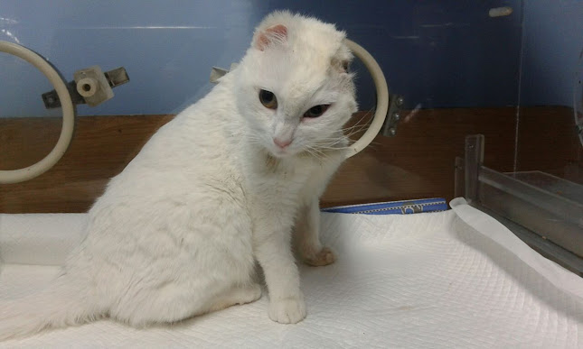Clinica Veterinaria Doctores Meneses