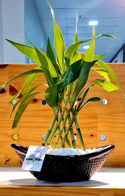 Botânica Floricultura