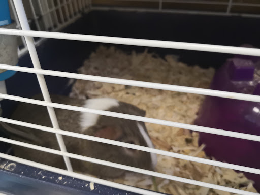 Pet Store «Precious Pets III», reviews and photos, 1091 US-130, Burlington, NJ 08016, USA