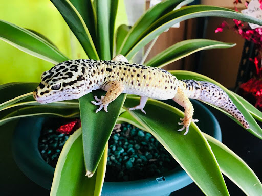 Pet Supply Store «E & M Pet Shop», reviews and photos, 5900 Whittier Blvd, Los Angeles, CA 90022, USA