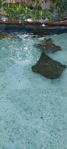 Gift Shop «Pacific Collections Gift Shop», reviews and photos, 100 Aquarium Way, Long Beach, CA 90802, USA