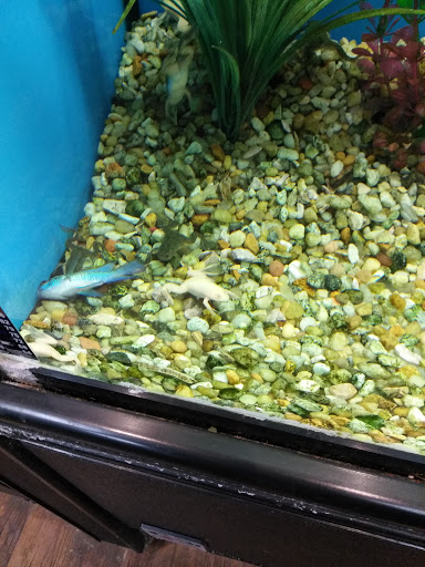 Pet Supply Store «Pet Valu», reviews and photos, 3558 Soldano Boulevard, Columbus, OH 43228, USA