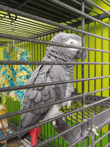 Pet Store «Coral Reef Pet Center», reviews and photos, 7723 W Lawrence Ave, Norridge, IL 60706, USA