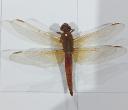 Museo de Historia Natural photo