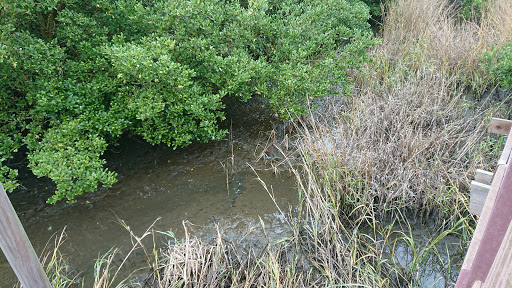Condominium Complex «The Tiki Condominiums», reviews and photos, 6608 Padre Blvd, South Padre Island, TX 78597, USA