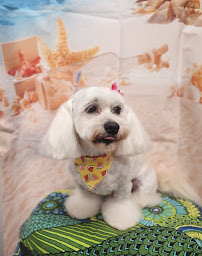 Woof Gang Bakery & Grooming New Tampa - Photo 4 - Car repair in Tampa, FL, Tampa
