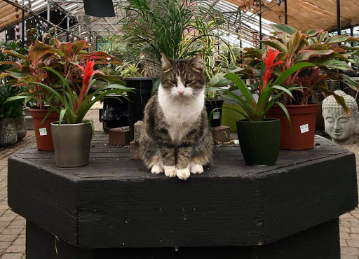 Plant Nursery «Goldner Walsh Garden and Home», reviews and photos, 559 Orchard Lake Rd, Pontiac, MI 48341, USA