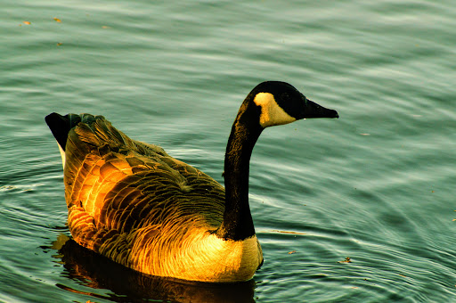 Park «Little Mulberry Park», reviews and photos, 3855 Hog Mountain Rd, Hoschton, GA 30548, USA