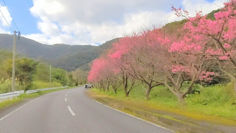 緋寒桜（ひかんざくら）並木