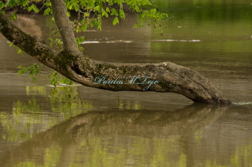 Golf Club «Drakes Creek Activity Center», reviews and photos, 130 Cherokee Rd, Hendersonville, TN 37075, USA