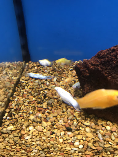 Pet Supply Store «Petco Animal Supplies», reviews and photos, 28400 Dequindre Rd, Warren, MI 48092, USA