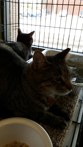 Pet Supply Store «Pet Supplies Plus», reviews and photos, 9 Waukegan Rd, Deerfield, IL 60015, USA