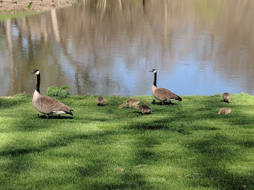 Public Golf Course «Elmwood 18 Hole Golf Course», reviews and photos, 6232 Pacific St, Omaha, NE 68106, USA