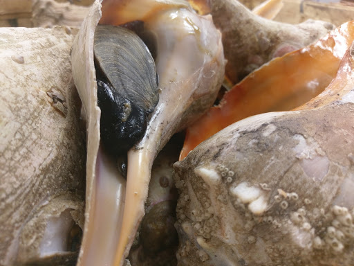 Convenience Store «Son Atlantic Market», reviews and photos, 135 Main St # 1, Danbury, CT 06810, USA