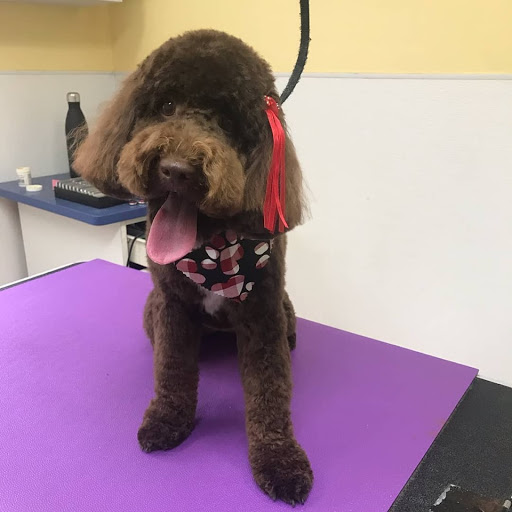 Pet Supply Store «Animal House Grooming & Quality», reviews and photos, 229 W Absecon Blvd, Absecon, NJ 08201, USA