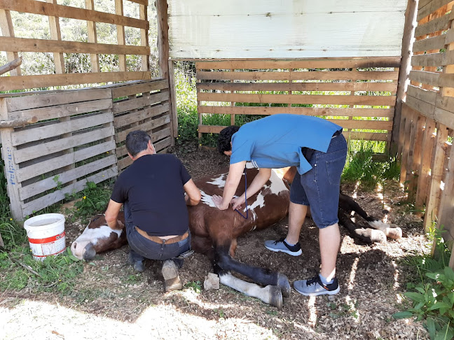 Horses & Pets Veterinario a Domicilio - Hualpén