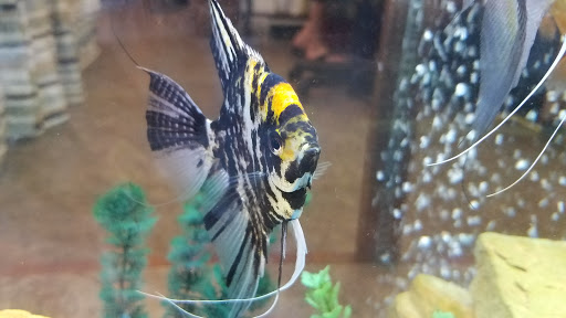 Florist «Exotic Florist & Gifts», reviews and photos, 1909 S Main St, Madisonville, KY 42431, USA