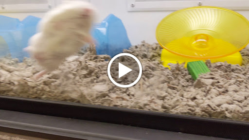 Pet Supply Store «Petco Animal Supplies», reviews and photos, 1019 Cochrane Rd, Morgan Hill, CA 95037, USA