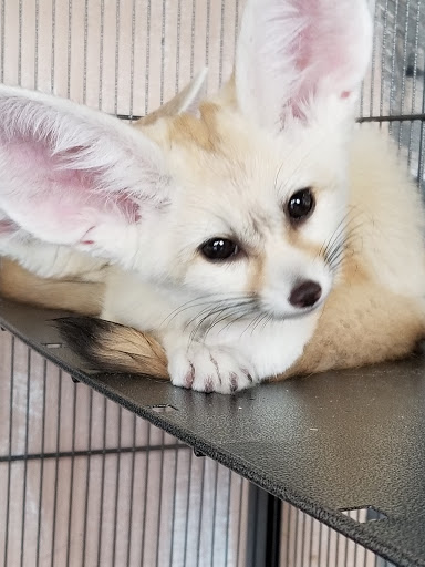 Zoo «Jozee Rooz Indoor Petting Zoo», reviews and photos, 120 138th St S, Tacoma, WA 98444, USA