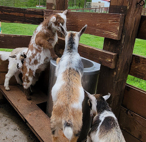 Farm «Goat Milk Stuff», reviews and photos, 76 S Lake Rd N, Scottsburg, IN 47170, USA