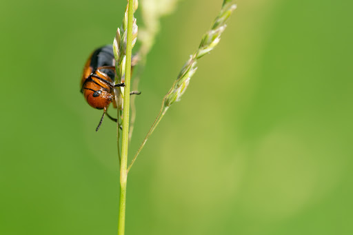 Park «Colby Lake Park», reviews and photos, 9715 Valley Creek Rd, Woodbury, MN 55125, USA