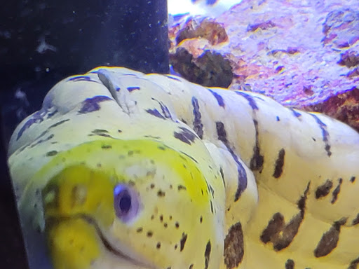 Pet Store «Moby Dick Pet Store Inc», reviews and photos, 3700 Sashabaw Rd, Waterford Twp, MI 48329, USA