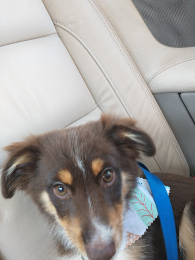 Pet Supply Store «Mill Creek Pet Food Center», reviews and photos, 2841 Millwood Ave, Columbia, SC 29205, USA