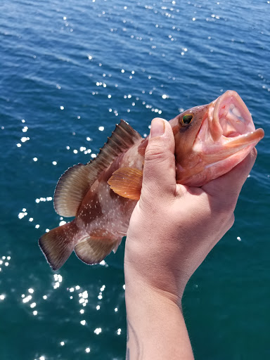 Fishing Charter «Miss Virginia Deep Sea Fishing», reviews and photos, 7847 Bayview St, Port Richey, FL 34668, USA