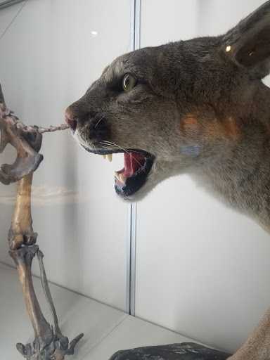 Museum «Museum of Natural and Cultural History», reviews and photos, 1680 E 15th Ave, Eugene, OR 97401, USA