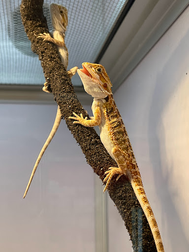 Pet Supply Store «Pet Supermarket», reviews and photos, 3821 S Cobb Dr, Smyrna, GA 30080, USA