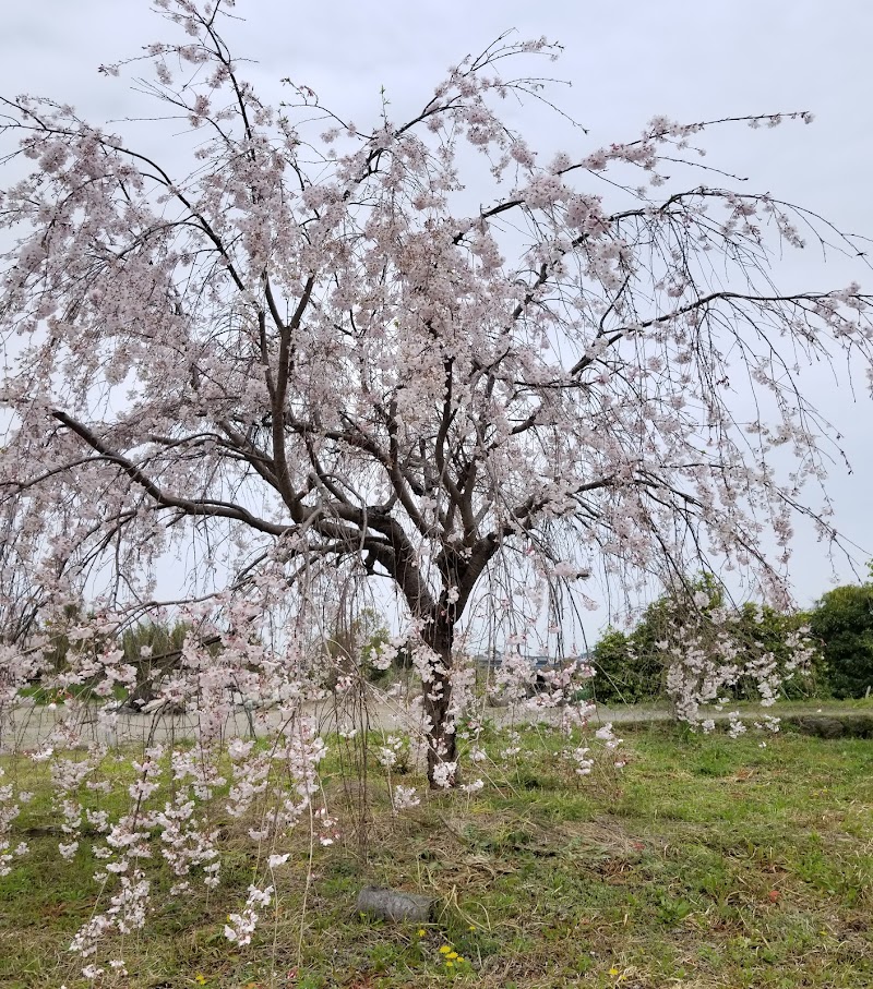 桜公園勝浦川