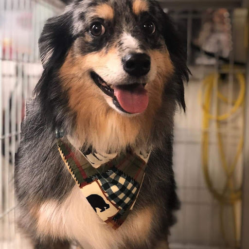 Pet Supply Store «Candies Pet Supply and Grooming», reviews and photos, 1557 Altadena Ave, San Diego, CA 92102, USA