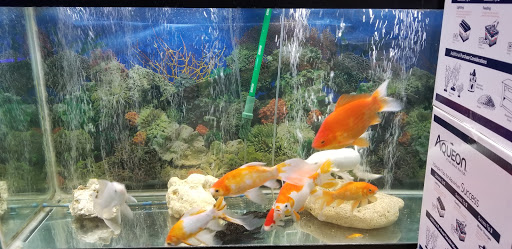 Tropical Fish Store «Caribbean Pets», reviews and photos, 298 Central Ave, Jersey City, NJ 07307, USA