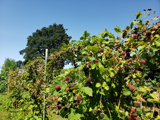 Winery «Hanson Vineyards», reviews and photos, 34948 S Barlow Rd, Woodburn, OR 97071, USA