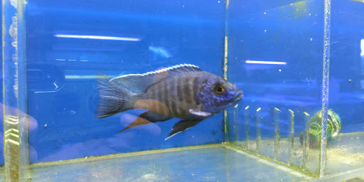 Tropical Fish Store «Coral Reef Aquariums», reviews and photos, 8416 N Armenia Ave, Tampa, FL 33604, USA