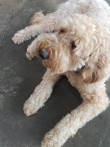 Bicycle Store «Village Bikes», reviews and photos, 8111 Lakewood Main St #108, Bradenton, FL 34202, USA