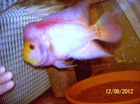 Go Aquatics ( Wholesale only) - Photo 3 - Car repair in Minneapolis, MN, Minneapolis