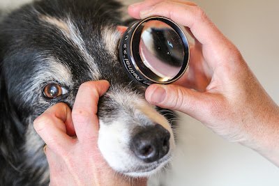 Chirurgie Cataracte Chien à Tarnos