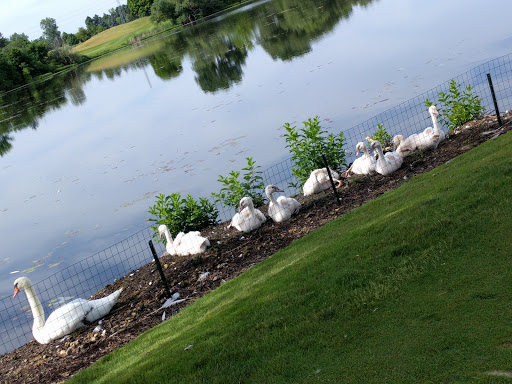 Public Golf Course «The Links at Crystal Lake», reviews and photos, 800 Golf Dr, Pontiac, MI 48341, USA