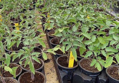 Aux Jardins des Jeunes Pousses à Jeugny