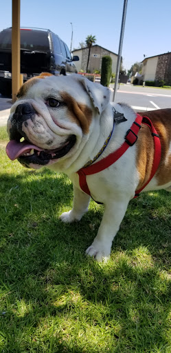 Pet Groomer «Pets & Grooming», reviews and photos, 7952 Florence Ave, Downey, CA 90240, USA