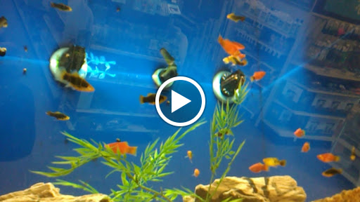 Pet Supply Store «PetSmart», reviews and photos, 12483 Limonite Ave, Mira Loma, CA 91752, USA