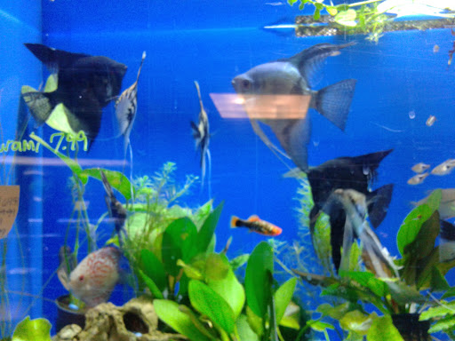 Pet Store «Pet Cove», reviews and photos, 820 E Center St, Kingsport, TN 37660, USA