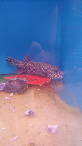 Aquarium Shop «Aquarium Arts», reviews and photos, 1810 W Baseline Rd #1, Mesa, AZ 85202, USA