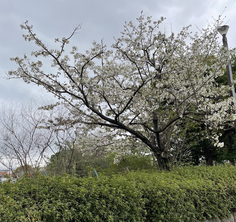 紫池公園