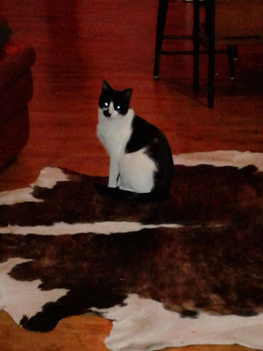 Pet Store «Bushy Tails», reviews and photos, 1087 Flushing Ave, Brooklyn, NY 11237, USA