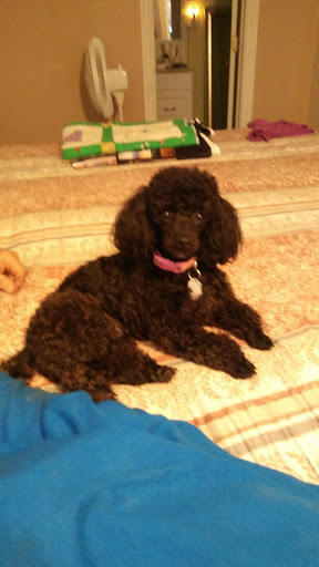 Pet Supply Store «The Dog House», reviews and photos, 4237 S Alameda St, Corpus Christi, TX 78412, USA