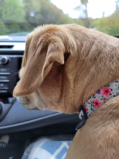 Pet Supply Store «Petco Animal Supplies», reviews and photos, 10060 US Highway 40 G-150, Ellicott City, MD 21042, USA